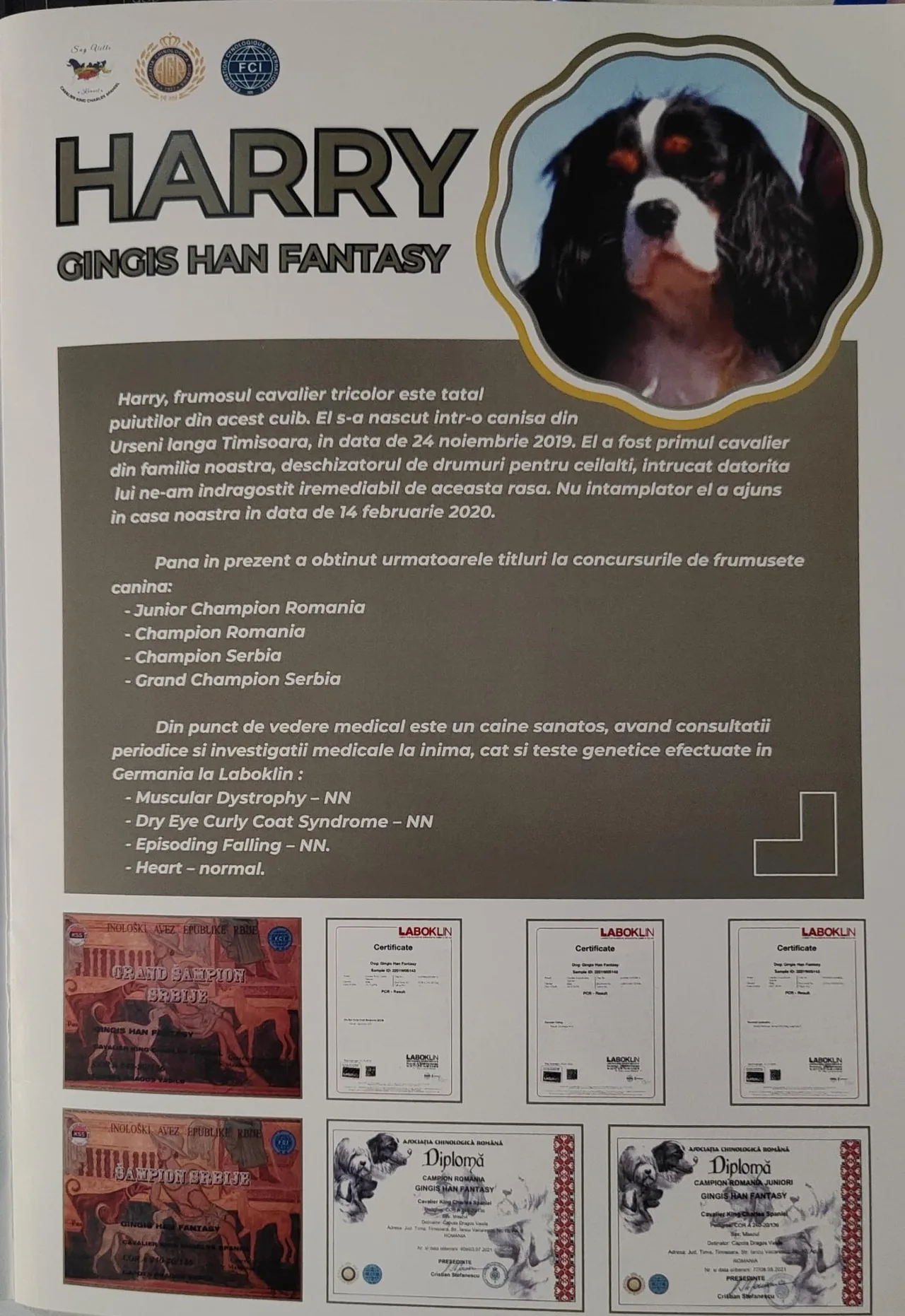 Harry (Gingis Han Fantasy), tatăl cuibului A