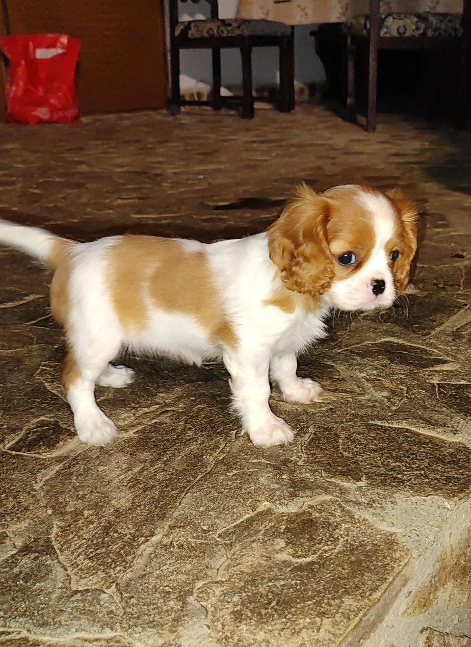Eve, cățelușă Cavalier King Charles Spaniel din cuibul E