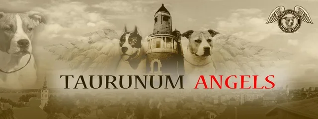 Taurunum Angels
