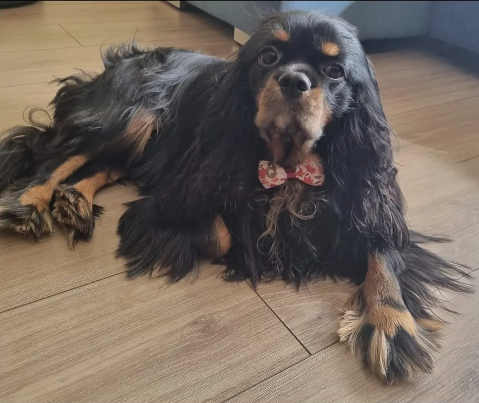 Athos, Cavalier King Charles Spaniel al familiei Timaru