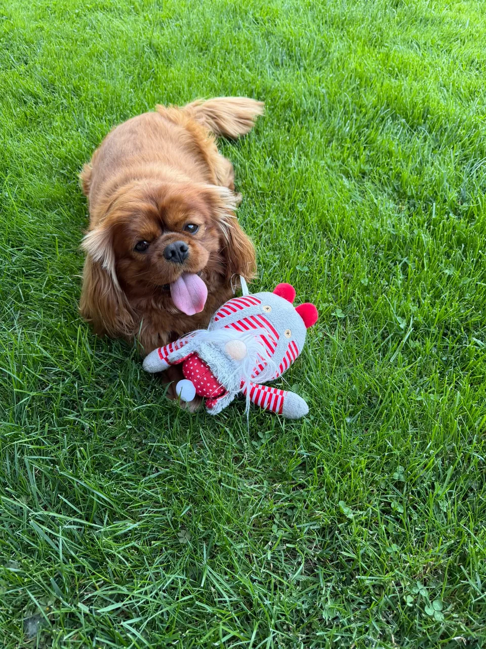 Beethoven, Cavalier King Charles Spaniel al familiei Heredea, pe iarbă cu o jucărie