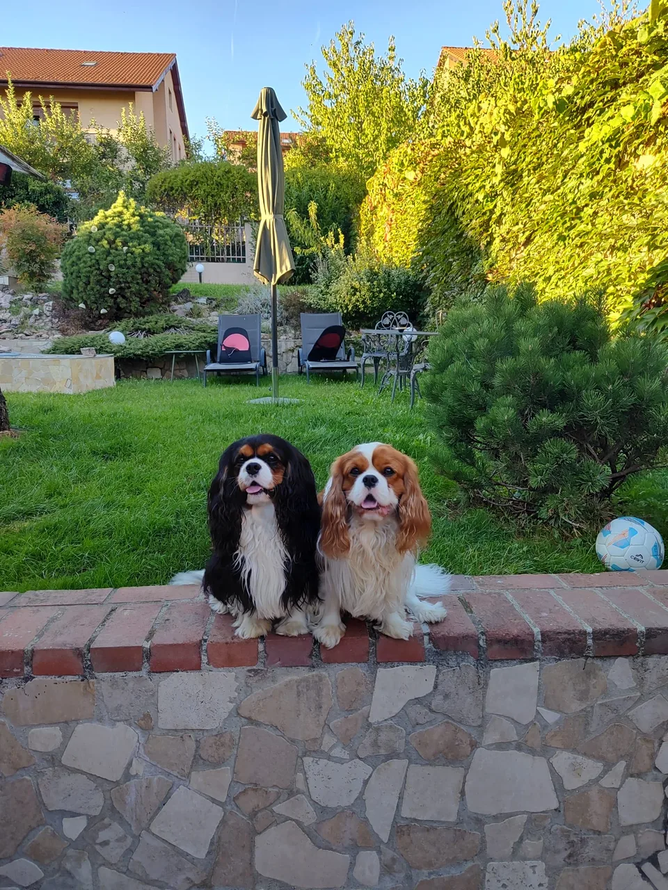Norrie și Charlie, Cavalieri ai doamnei Dr. Liana Ștefan, în grădină