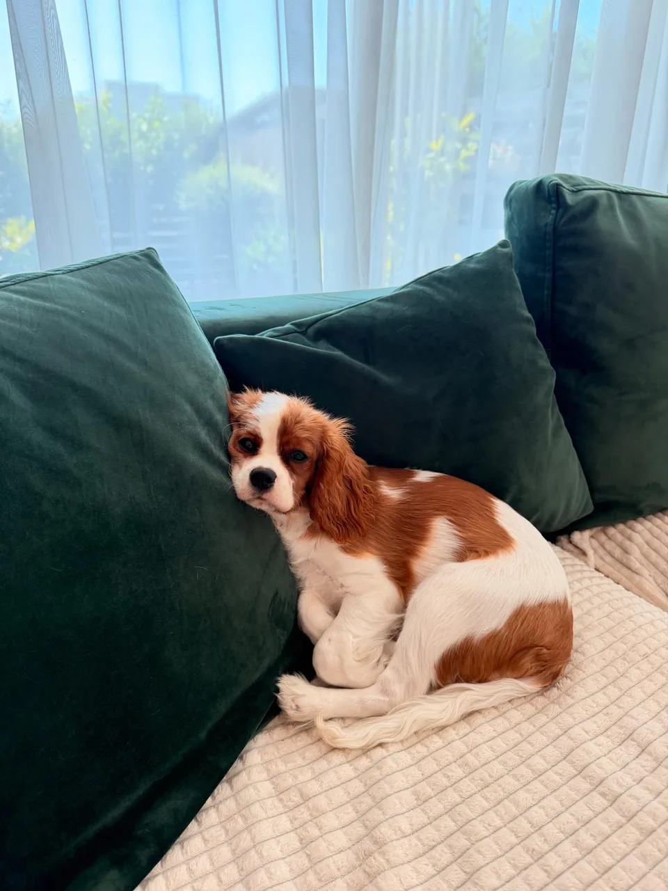 Leya, cățelușa Cavalier King Charles Spaniel a familiei Dr. Brașoveanu